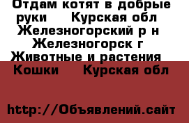 Отдам котят в добрые руки.  - Курская обл., Железногорский р-н, Железногорск г. Животные и растения » Кошки   . Курская обл.